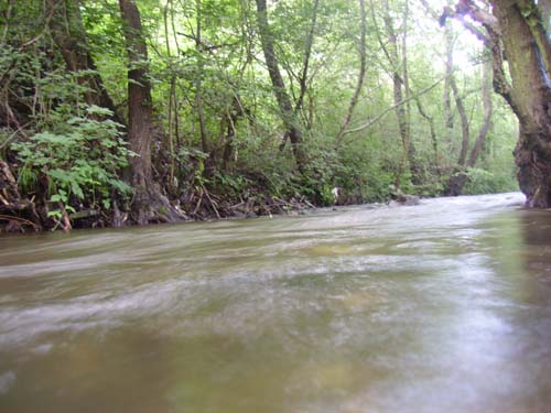 ����������� ���� 2009 � 1389.org.rs